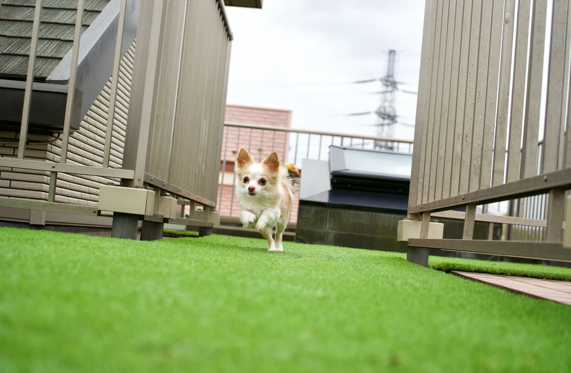 a pet dog running on artificial turf